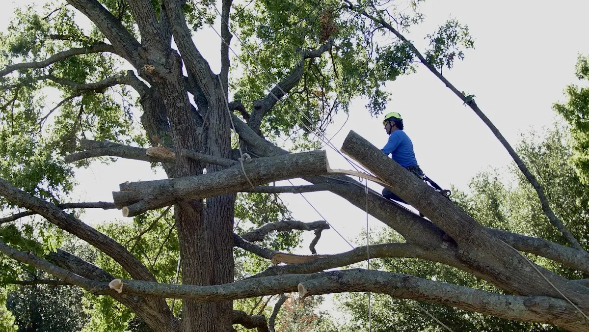 Professional Crown Thinning performed by certified arborists in East Hardwick