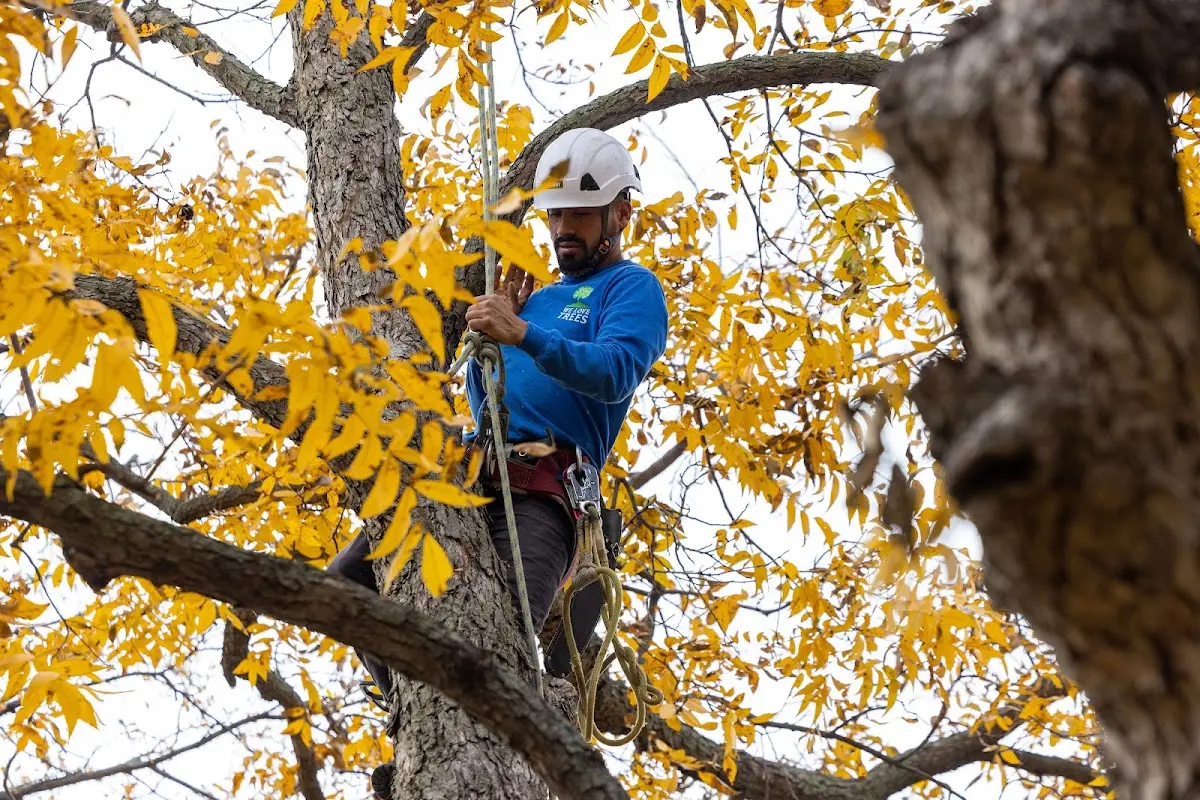 Skilled Storm Damage Cleanup crew working in East Hardwick