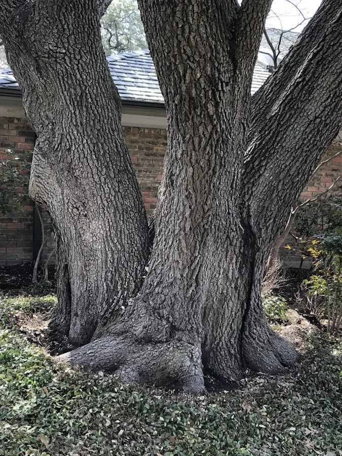 Mature heritage tree close to a East Hardwick property cared for by certified arborists